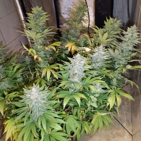 Cream Mandarine F1 Fast Version growlog timeline photo