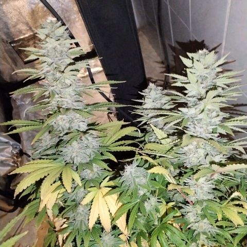 Cream Mandarine F1 Fast Version growlog timeline photo
