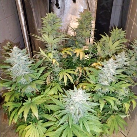 Cream Mandarine F1 Fast Version growlog timeline photo