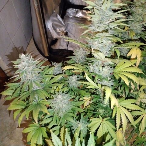 Cream Mandarine F1 Fast Version growlog timeline photo