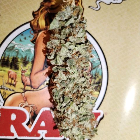 Cream Mandarine F1 Fast Version growlog timeline photo