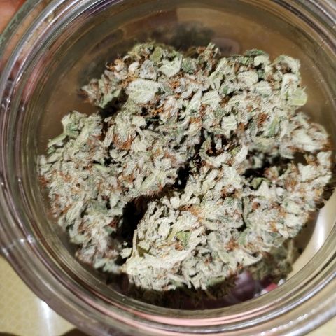 Cream Mandarine F1 Fast Version growlog timeline photo
