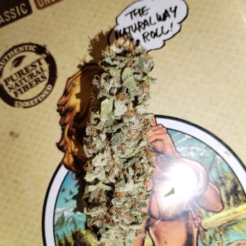 Cream Mandarine F1 Fast Version growlog timeline photo
