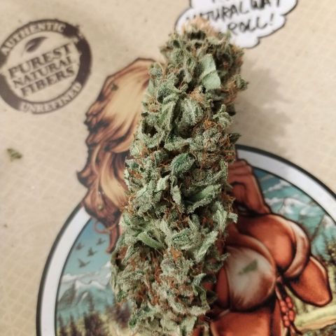 Cream Mandarine F1 Fast Version growlog timeline photo