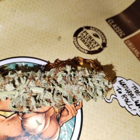 Cream Mandarine F1 Fast Version growlog timeline photo