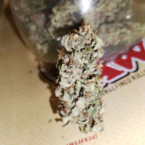 Cream Mandarine F1 Fast Version growlog timeline photo