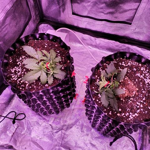 Cream Mandarine F1 Fast Version #1 growlog timeline photo