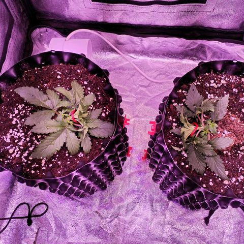 Cream Mandarine F1 Fast Version #1 growlog timeline photo
