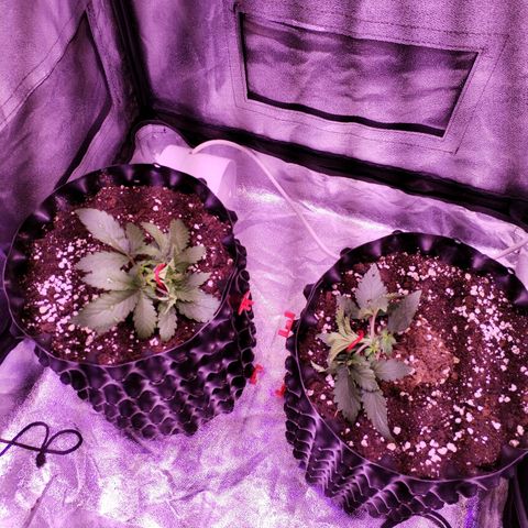 Cream Mandarine F1 Fast Version #1 growlog timeline photo