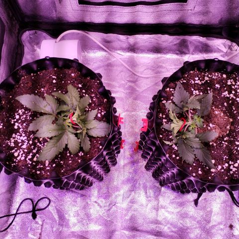 Cream Mandarine F1 Fast Version #1 growlog timeline photo