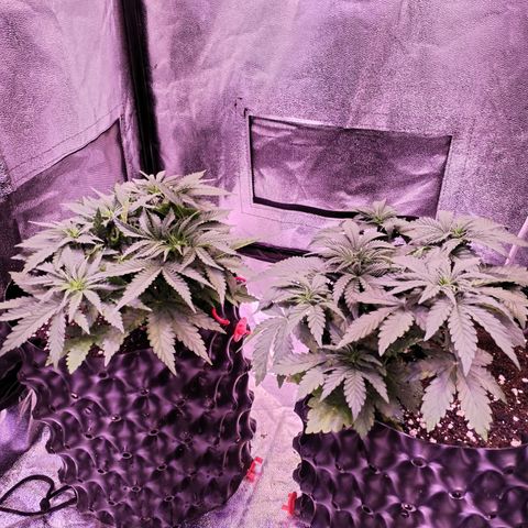 Cream Mandarine F1 Fast Version #1 growlog timeline photo