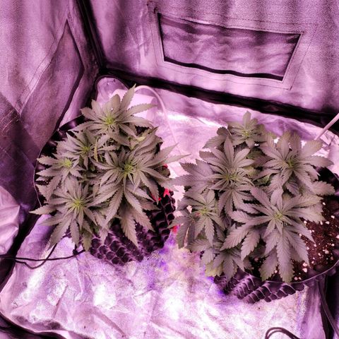 Cream Mandarine F1 Fast Version #1 growlog timeline photo