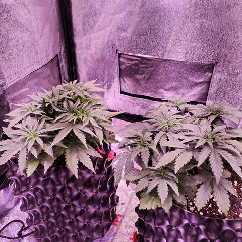 Cream Mandarine F1 Fast Version #1 growlog timeline photo