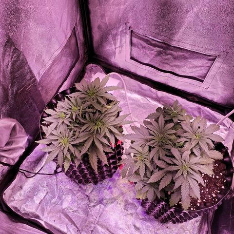Cream Mandarine F1 Fast Version #1 growlog timeline photo