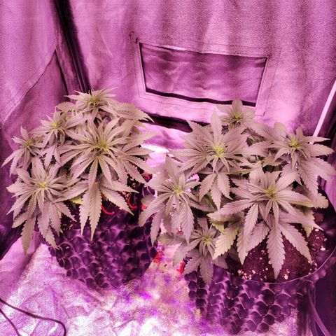 Cream Mandarine F1 Fast Version #1 growlog timeline photo