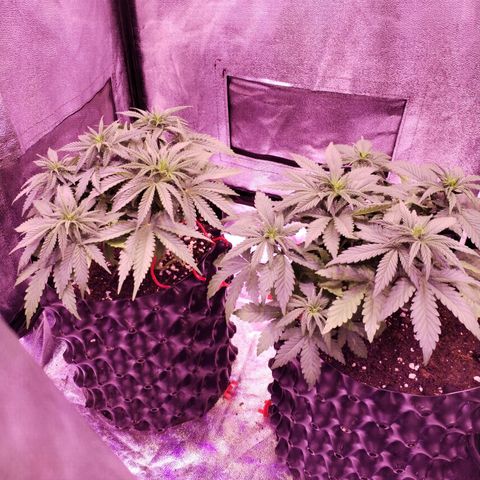 Cream Mandarine F1 Fast Version #1 growlog timeline photo