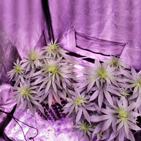 Cream Mandarine F1 Fast Version #1 growlog timeline photo