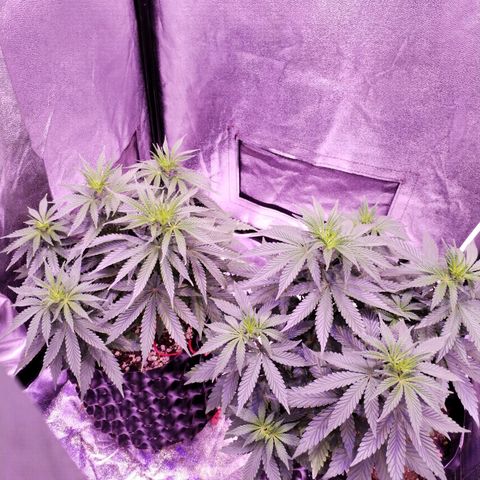 Cream Mandarine F1 Fast Version #1 growlog timeline photo