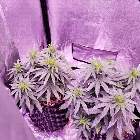 Cream Mandarine F1 Fast Version #1 growlog timeline photo