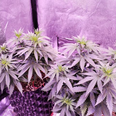 Cream Mandarine F1 Fast Version #1 growlog timeline photo