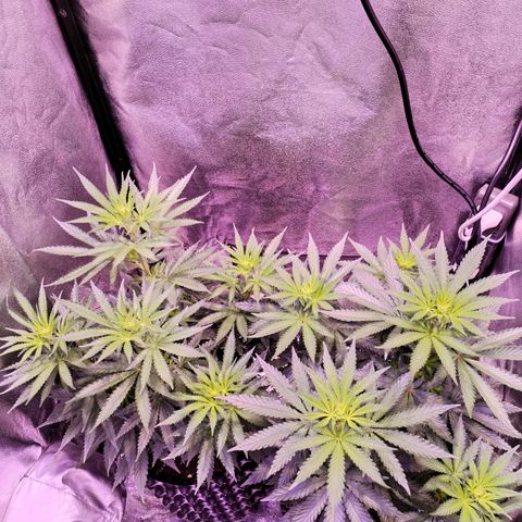 Cream Mandarine F1 Fast Version #1 growlog timeline photo