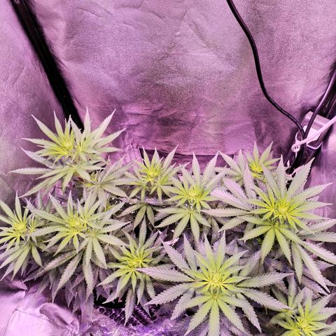Cream Mandarine F1 Fast Version #1 growlog timeline photo