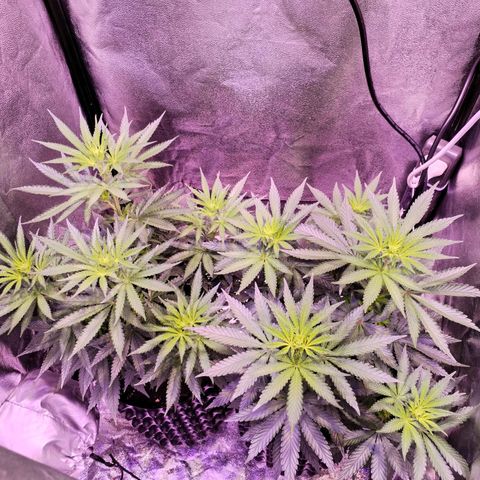 Cream Mandarine F1 Fast Version #1 growlog timeline photo