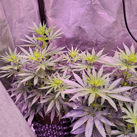 Cream Mandarine F1 Fast Version #1 growlog timeline photo