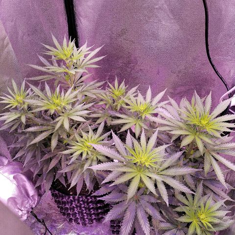 Cream Mandarine F1 Fast Version #1 growlog timeline photo