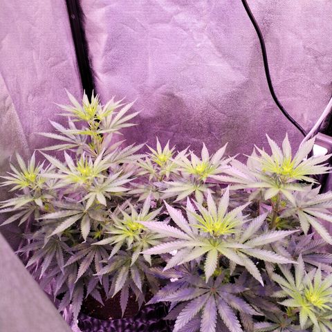 Cream Mandarine F1 Fast Version #1 growlog timeline photo