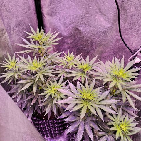 Cream Mandarine F1 Fast Version #1 growlog timeline photo