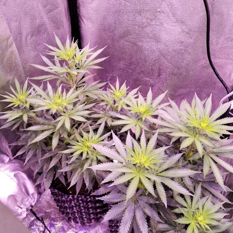 Cream Mandarine F1 Fast Version #1 growlog timeline photo
