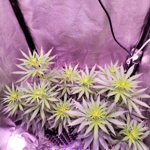 Cream Mandarine F1 Fast Version #1 growlog timeline photo