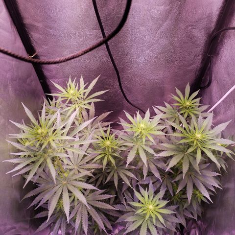 Cream Mandarine F1 Fast Version #1 growlog timeline photo