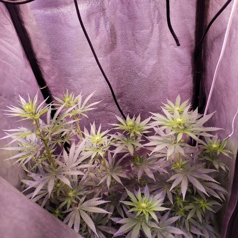 Cream Mandarine F1 Fast Version #1 growlog timeline photo