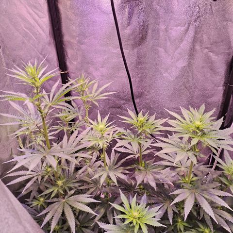 Cream Mandarine F1 Fast Version #1 growlog timeline photo