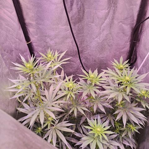 Cream Mandarine F1 Fast Version #1 growlog timeline photo