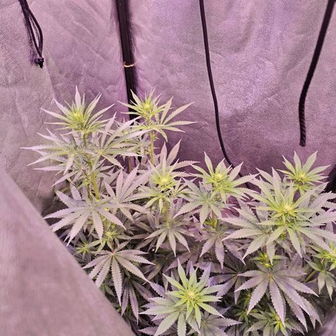 Cream Mandarine F1 Fast Version #1 growlog timeline photo