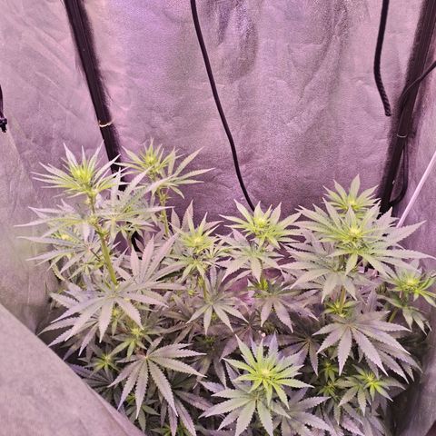 Cream Mandarine F1 Fast Version #1 growlog timeline photo