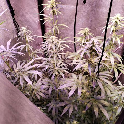 Cream Mandarine F1 Fast Version #1 growlog timeline photo