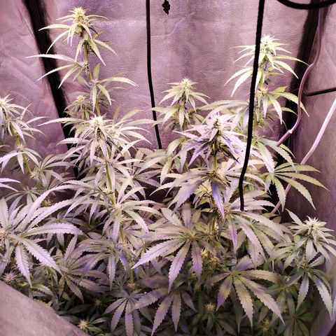 Cream Mandarine F1 Fast Version #1 growlog timeline photo