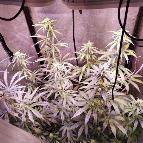 Cream Mandarine F1 Fast Version #1 growlog timeline photo