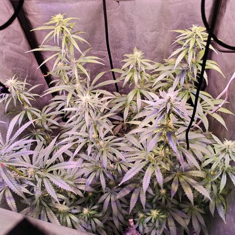 Cream Mandarine F1 Fast Version #1 growlog timeline photo