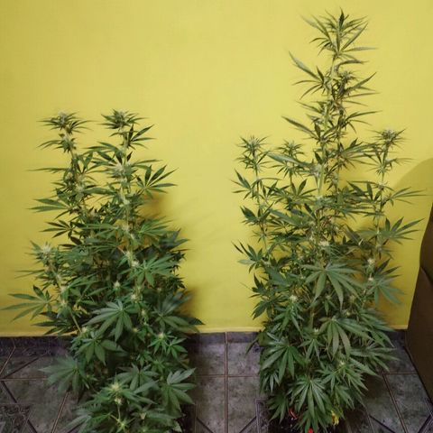 Cream Mandarine F1 Fast Version #1 growlog timeline photo
