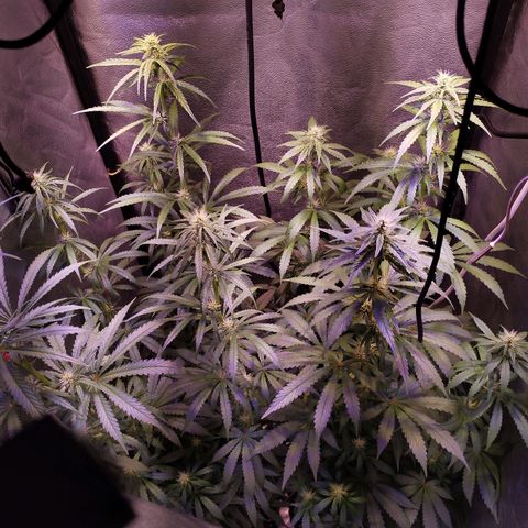 Cream Mandarine F1 Fast Version #1 growlog timeline photo