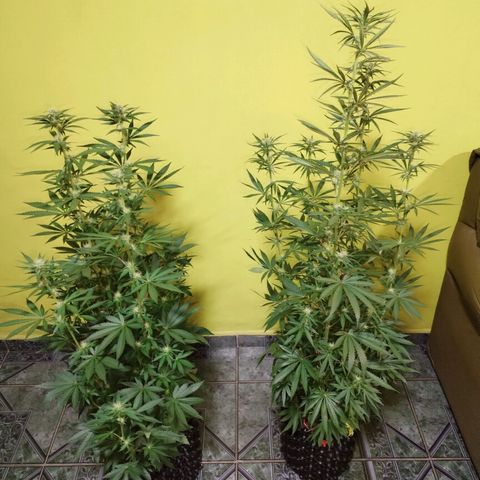 Cream Mandarine F1 Fast Version #1 growlog timeline photo