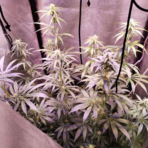 Cream Mandarine F1 Fast Version #1 growlog timeline photo