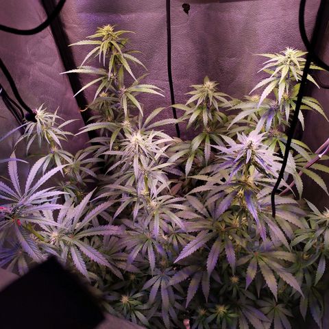 Cream Mandarine F1 Fast Version #1 growlog timeline photo