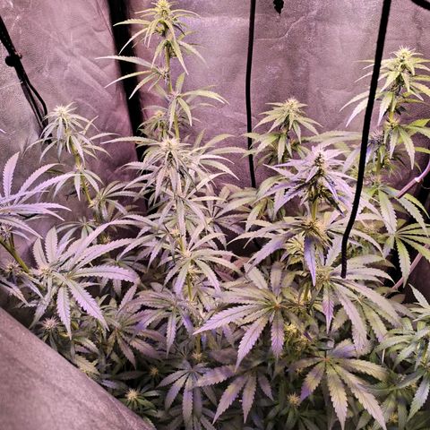 Cream Mandarine F1 Fast Version #1 growlog timeline photo
