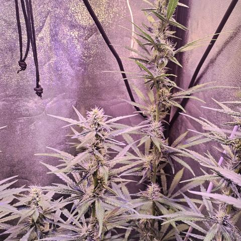 Cream Mandarine F1 Fast Version #1 growlog timeline photo